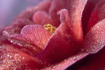 Close-up view of a vibrant pink flower petal, detailed with water droplets.