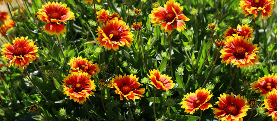 A flowerbed of beautiful red, yellow and bright Gaillardia flowers...