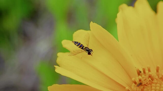 한국,곤충,꼬마꽃등에,꽃등에,Korea, Insects,Sphaerophoria menthastri