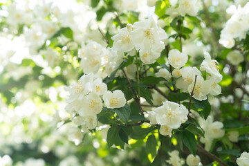 Blooming white flowers create a serene atmosphere in a lush garden during springtime
