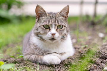 Cat resting comfortably in a garden surrounded by fresh greenery during daytime