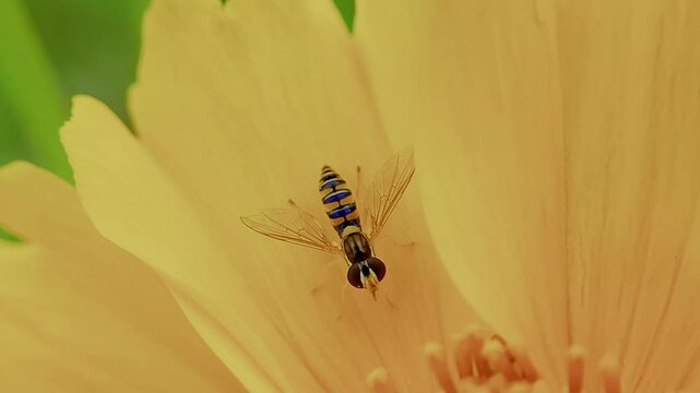 한국,곤충,꼬마꽃등에,꽃등에,Korea, Insects,Sphaerophoria menthastri