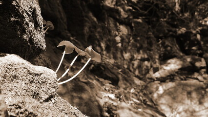 Wild Forest Plants Growing From Mossy Rock Side View Sepia Color Nature Mood Closeup