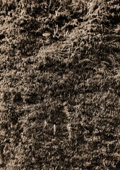 Dry Moss Texture Close Up Natural Surface Pattern in Brown Tones