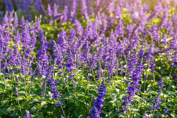 A vibrant field of blooming purple flowers bathed, creating a colorful and refreshing natural scene. The dense blossoms and lush green leaves evoke a sense of serenity and the beauty of spring.