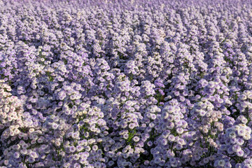 A vibrant field of blooming purple flowers bathed, creating a colorful and refreshing natural scene. The dense blossoms and lush green leaves evoke a sense of serenity and the beauty of spring.