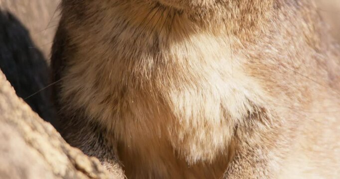 Close-up tilt up reveal of a rock hyrax (Procavia capensis) face sunbathing and grooming on a rock outcrop in morning in Kenya