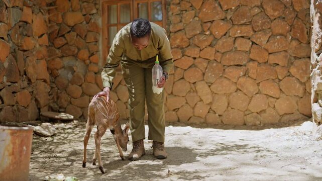 Wide angle of baby Kudu Antelope(Tragelaphus angasii) interacting with and back stroked by female caretaker with milk bottle in Kenya