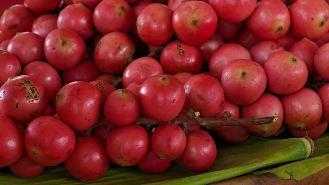 Baccaurea parviflora, sour red fruit.