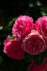 Pink Roses Blooming in the Garden