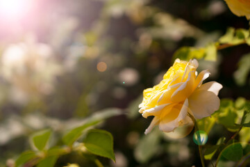 Yellow Roses Blooming in the Sunlit Garden