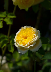 Yellow Roses Blooming in the Garden
