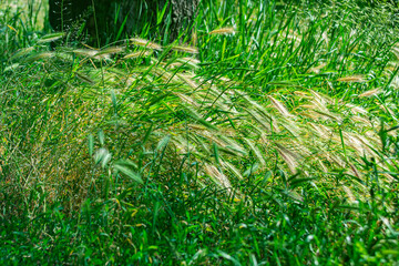 Summer nature background with wild flowers and herbs. Bokeh effect in the background.