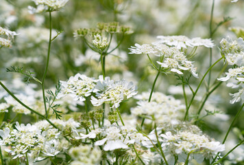 White Orlaya Flowers Covering the Entire Frame