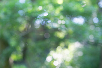 Obraz premium 玉ボケ・丸ボケ（ 森の木々）背景素材