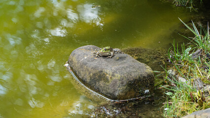 Frog rests on mossy rock in tranquil pond, surrounded by green water and grassy edges.