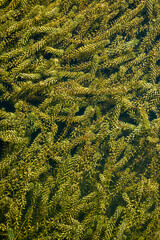 Underwater Golden Seaweed Forest Swaying in Sunlit Ocean Currents