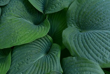 hosta large green leaves