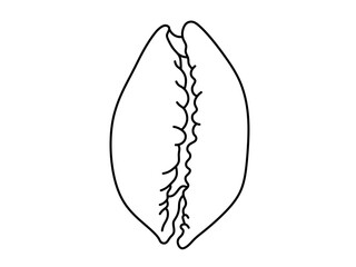 Vector isolated sea ocean shell like coffee bean shape  colorless black and white contour line easy drawing