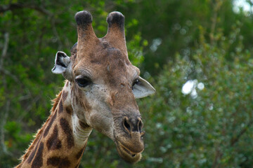 The Solo Giraffe in the Forest