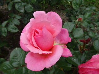 pink rose in garden