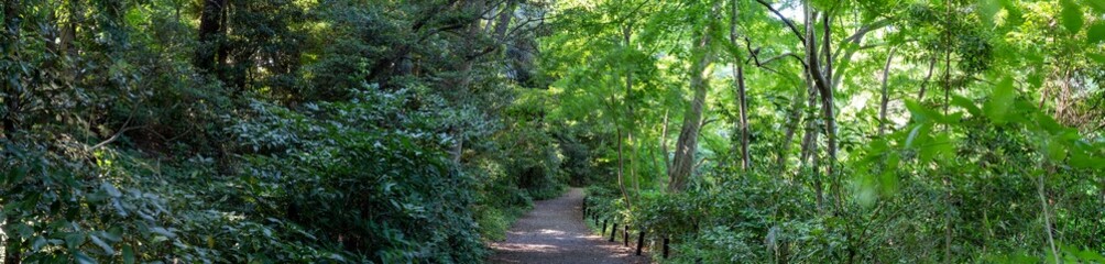 Obraz premium 緑があふれる森と遊歩道の風景写真