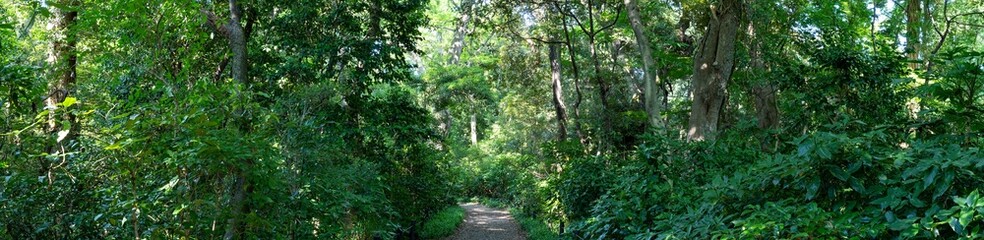 緑があふれる森と遊歩道の風景写真