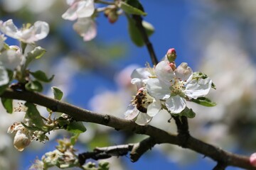 Obraz premium A close-up of a bee collecting nectar from delicate apple tree blossoms, set against a vibrant blue spring sky—a moment of harmony between nature and pollinator.