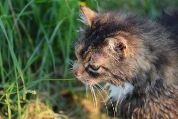 A detailed side portrait of a wet, long-haired cat curiously sniffing grass in soft sunlight, capturing its focused expression and delicate whiskers against a green nature background.