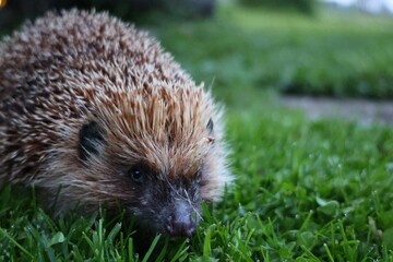 An evening close-up of a hedgehog walking through fresh, dewy grass, its face and spines detailed against a soft-focus natural background. A quiet wildlife moment in a garden setting.