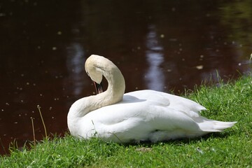 A graceful white swan rests peacefully on the grassy riverbank, gently preening its feathers under warm sunlight, with the dark water surface providing a serene natural backdrop.