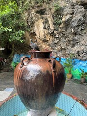 A close-up of a pigeon standing on a large clay water jar with flowing water, set against a rocky...