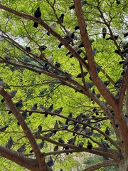 Fototapeta premium Tree Full of Pigeons at Batu Caves, Malaysia