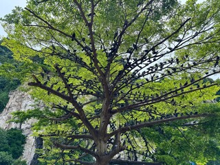Tree Full of Pigeons at Batu Caves, Malaysia