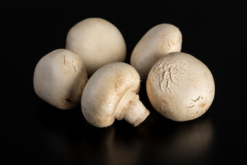 マッシュルーム