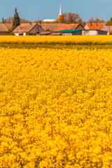 Beautiful rural countryside landscape with cultivated canola rapeseed plantation field in foreground and village in the background
