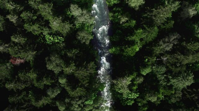 Beautiful top down aerial footage showing a clear freshwater stream meandering through a dense forest filled with tall green trees.