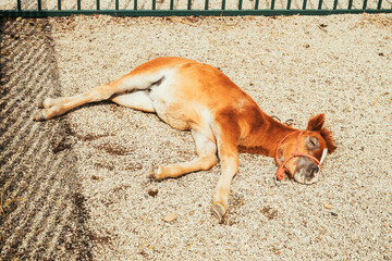 Cute brown pony sleeping on the ground of horse ranch paddock
