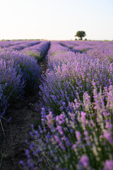 Obraz premium Blooming lavender fields at sunset with warm golden light. Vibrant purple flowers stretching to the horizon create a peaceful and romantic summer landscape. Nature beauty and tranquility.
