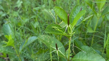 Close-up of wild plant with star-shaped seed pods.
