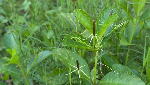 Close-up of wild plant with star-shaped seed pods.