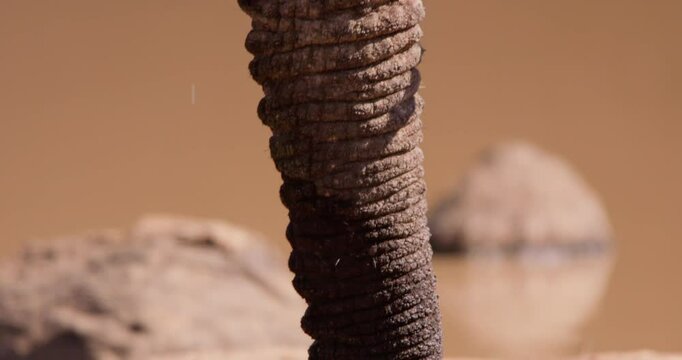 Extreme close-up tilt of an African Bush Elephant (Loxodonta africana) head and trunk in the savannah grassland at midday in Kenya