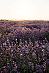 Naklejka premium Blooming lavender fields at sunset with warm golden light. Vibrant purple flowers stretching to the horizon create a peaceful and romantic summer landscape. Nature beauty and tranquility.