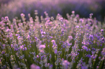 Blooming lavender fields at sunset with warm golden light. Vibrant purple flowers stretching to the horizon create a peaceful and romantic summer landscape. Nature beauty and tranquility.