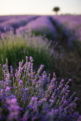 Obraz premium Blooming lavender fields at sunset with warm golden light. Vibrant purple flowers stretching to the horizon create a peaceful and romantic summer landscape. Nature beauty and tranquility.