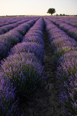 Obraz premium Blooming lavender fields at sunset with warm golden light. Vibrant purple flowers stretching to the horizon create a peaceful and romantic summer landscape. Nature beauty and tranquility.
