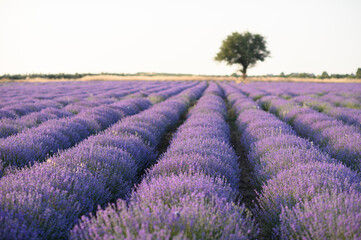 Fototapeta premium Blooming lavender fields at sunset with warm golden light. Vibrant purple flowers stretching to the horizon create a peaceful and romantic summer landscape. Nature beauty and tranquility.