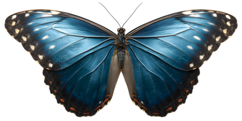 Butterfly portrait Detailed blue wings
