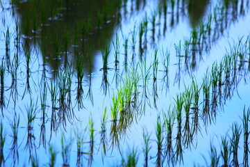 田んぼの苗に差し込む光