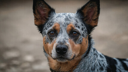 Portrait of an Australian Cattle Dog. Blue Heeler dog outdoors. Blurred background. Close-up portrait, natural light
